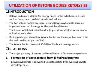 Hydroxybutyrate: A Crucial Ketone for Energy and Brain Function.